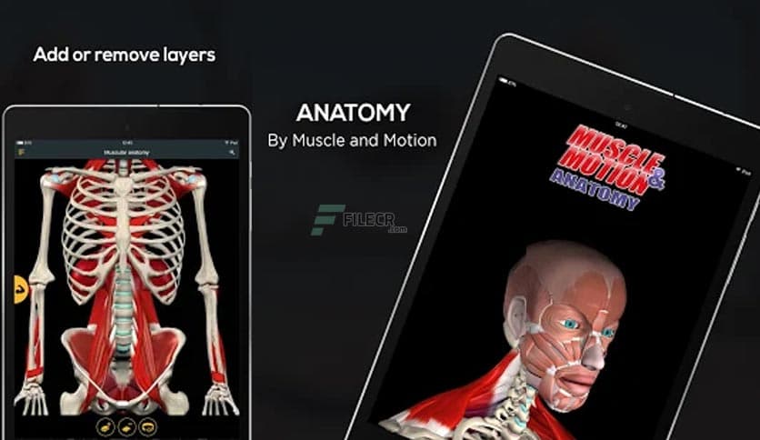 https://media.imgcdn.org/repo/2023/03/anatomy-by-muscle-motion/anatomy-by-muscle-and-motion-free-download-03.jpg