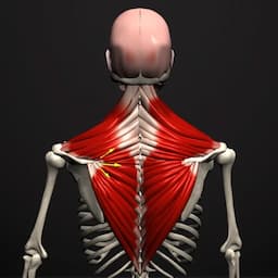 Anatomy Learning - 3D Anatomy 2.1.425