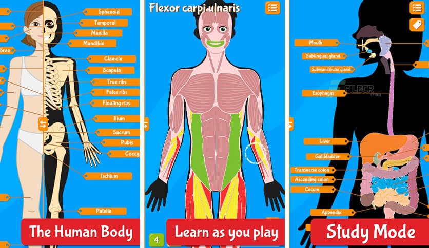 https://media.imgcdn.org/repo/2023/03/anatomix-human-anatomy/anatomix-human-anatomy-free-download-01.jpg