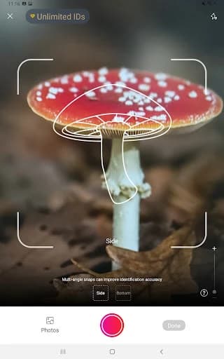https://media.imgcdn.org/repo/2023/09/picture-mushroom-mushroom-id/65152679f10aa-picture-mushroom-mushroom-id-screenshot4.webp