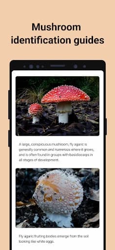 https://media.imgcdn.org/repo/2023/09/picture-mushroom-mushroom-id/6515267e507f8-picture-mushroom-mushroom-id-screenshot7.webp