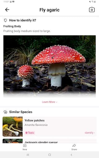 https://media.imgcdn.org/repo/2023/09/picture-mushroom-mushroom-id/651526851df8f-picture-mushroom-mushroom-id-screenshot13.webp