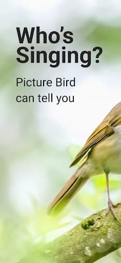 https://media.imgcdn.org/repo/2024/03/picture-bird-bird-identifier/65e17ea3652a8-picture-bird-bird-identifier-screenshot2.webp